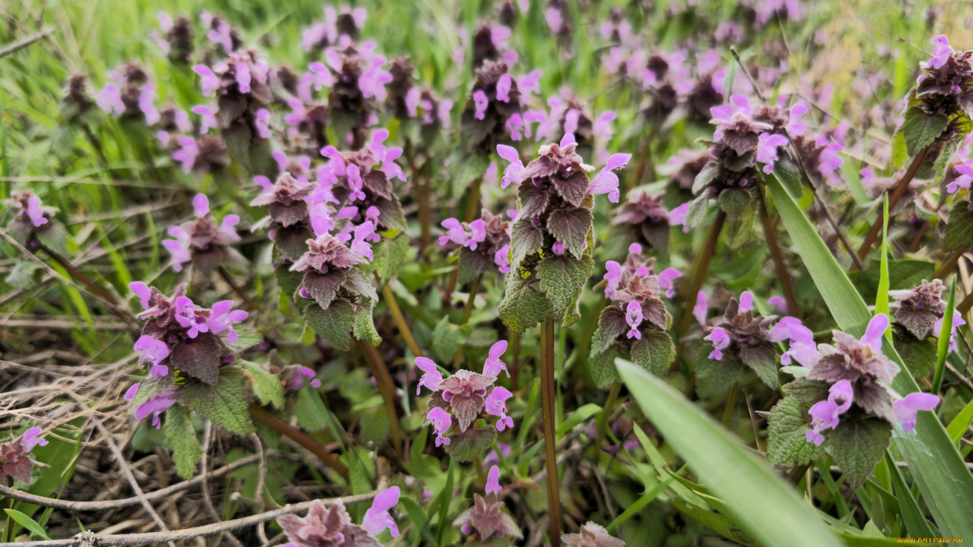 цветы, луговые, , полевые, , цветы, весна, 2024