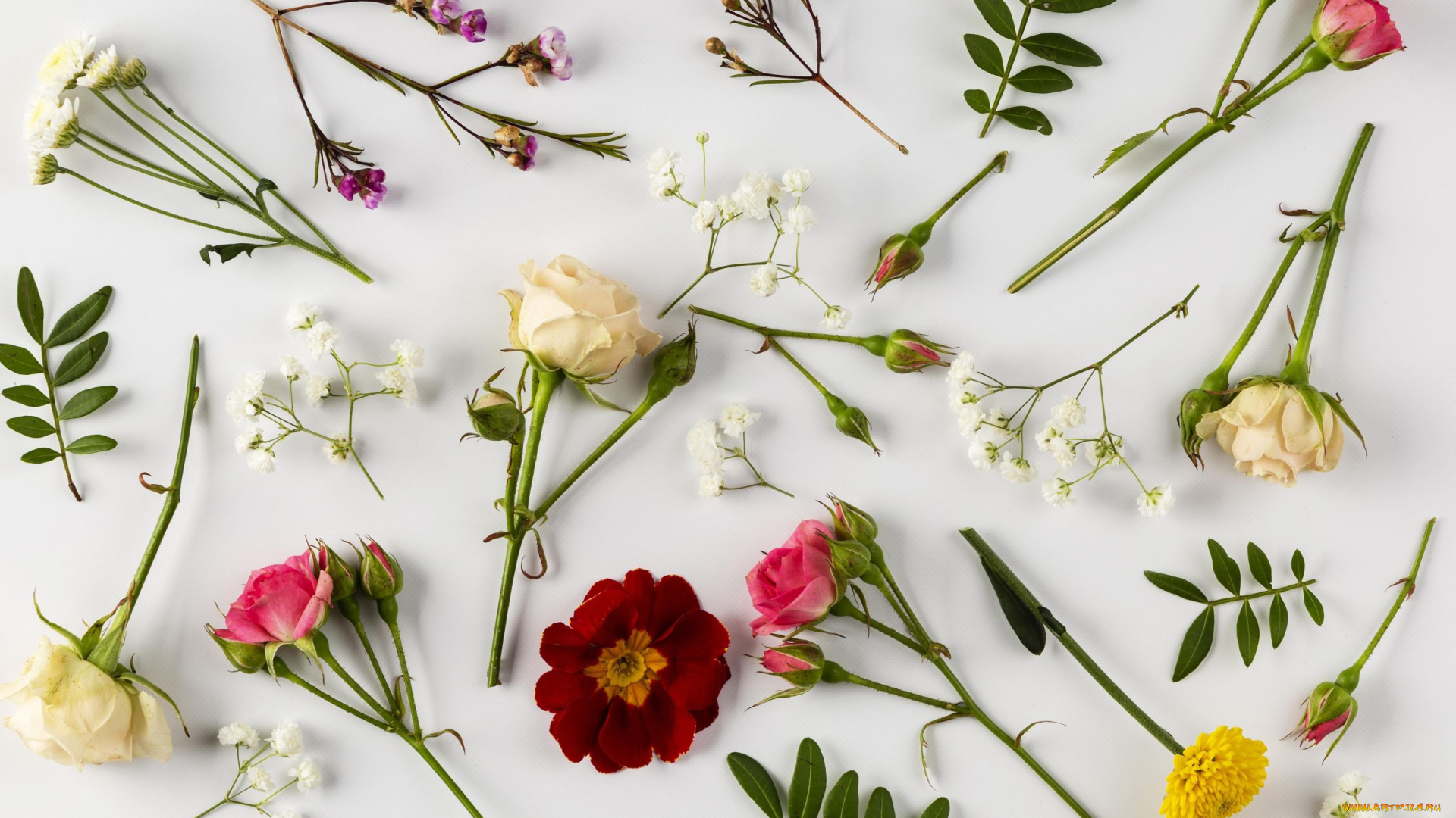 цветы, разные, вместе, розы, бархатцы, хризантемы