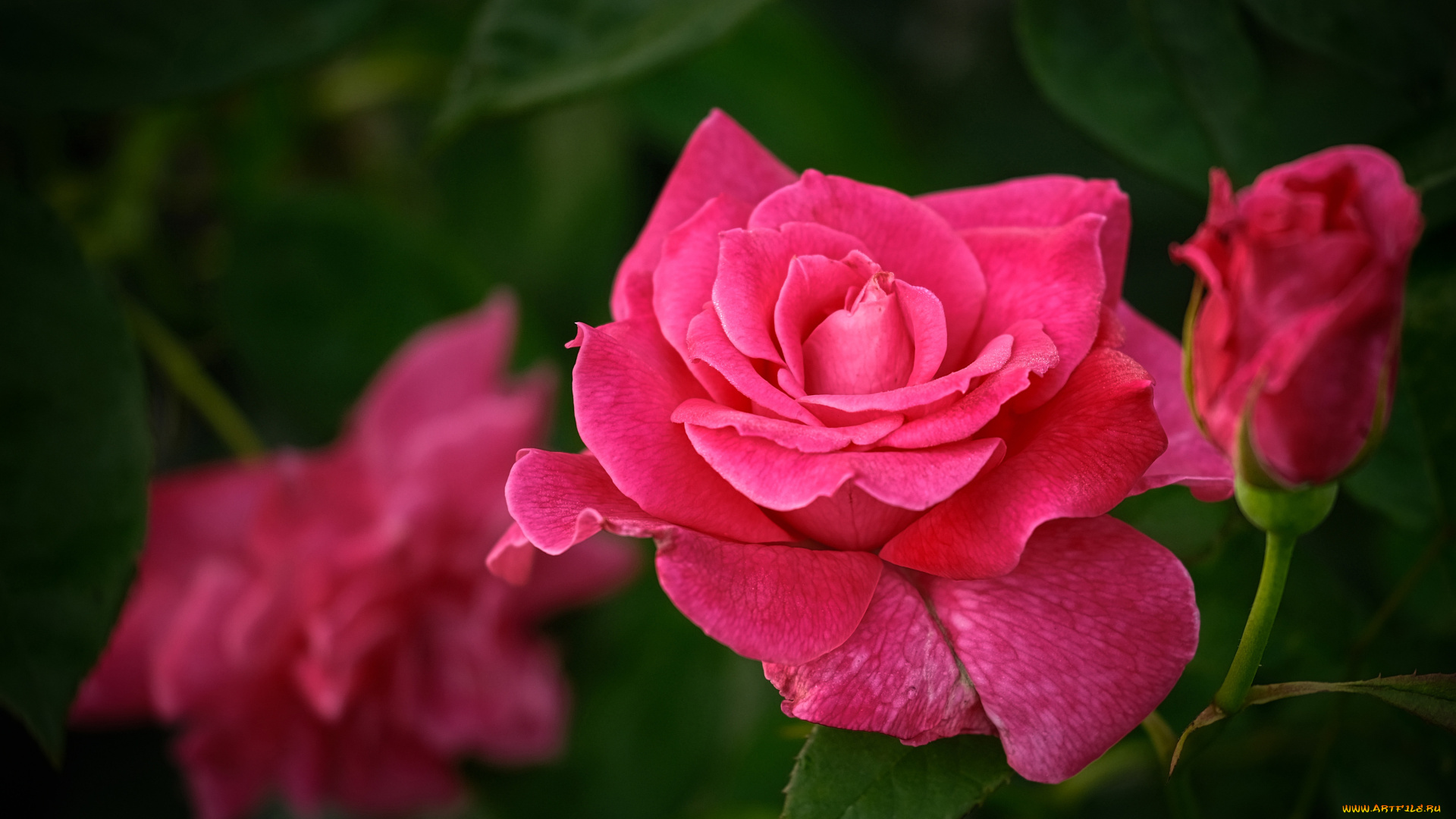 цветы, розы