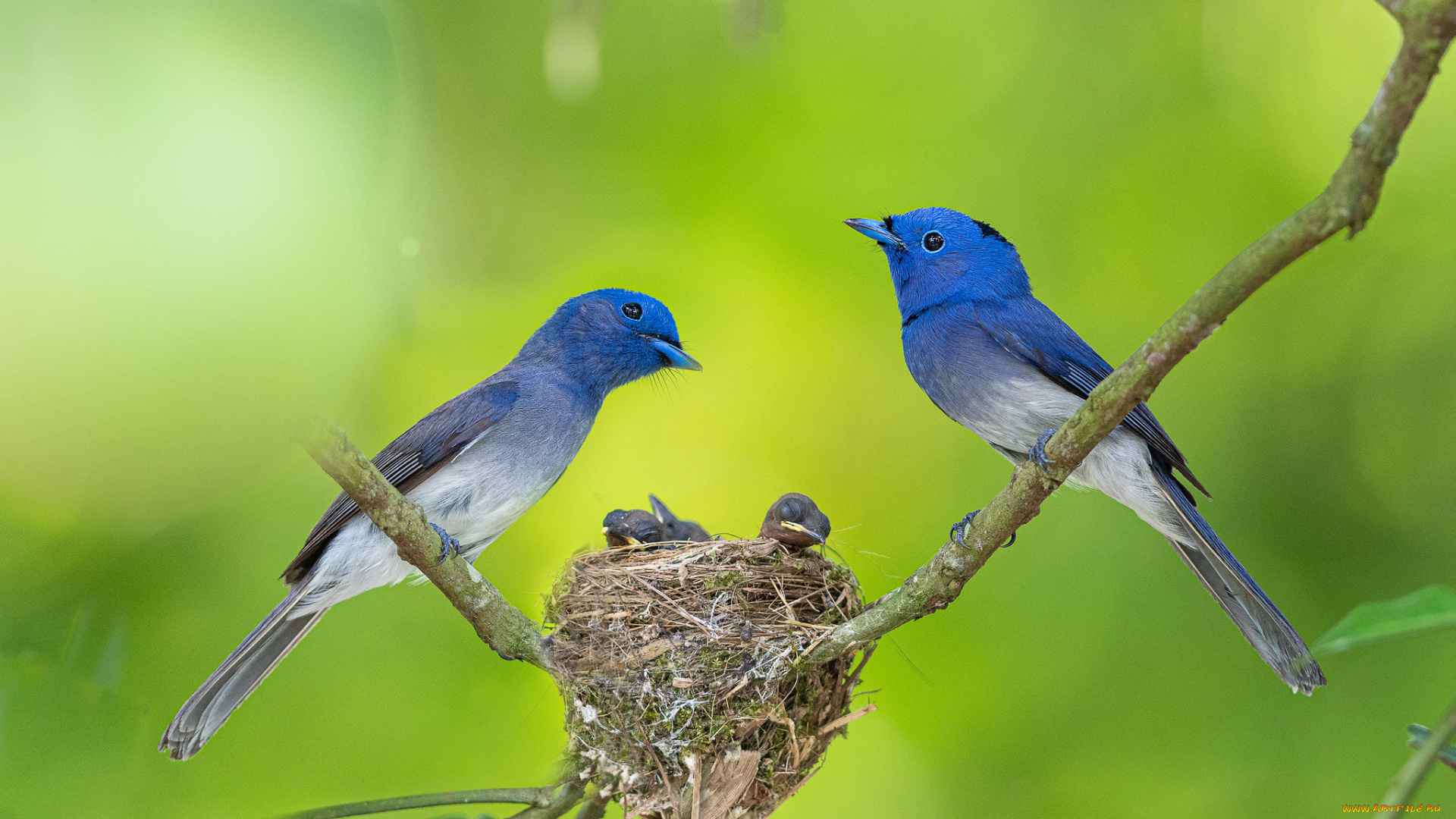 животные, гнезда, птиц, птицы