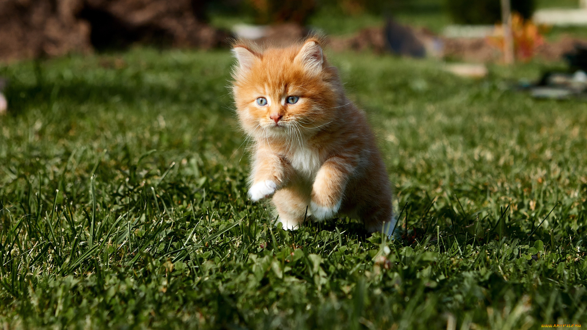 животные, коты, кот, кошка