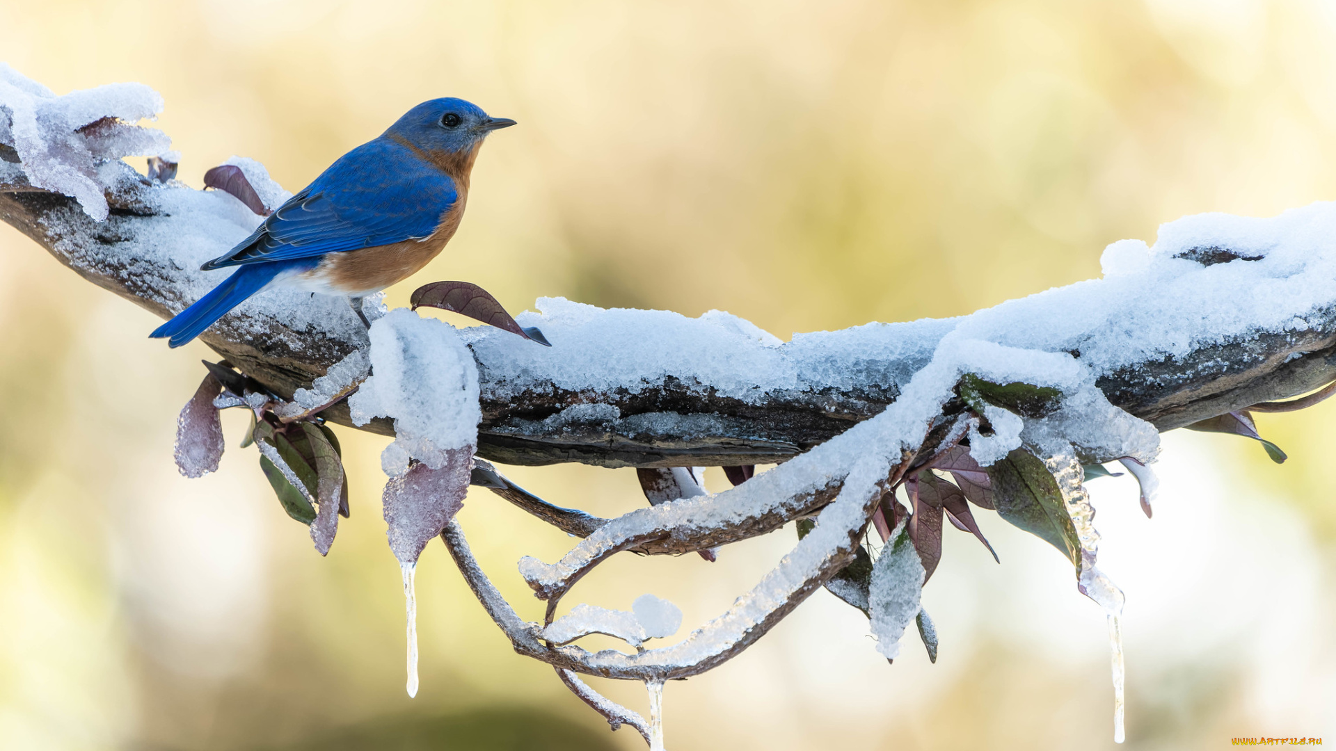 животные, птицы, птица