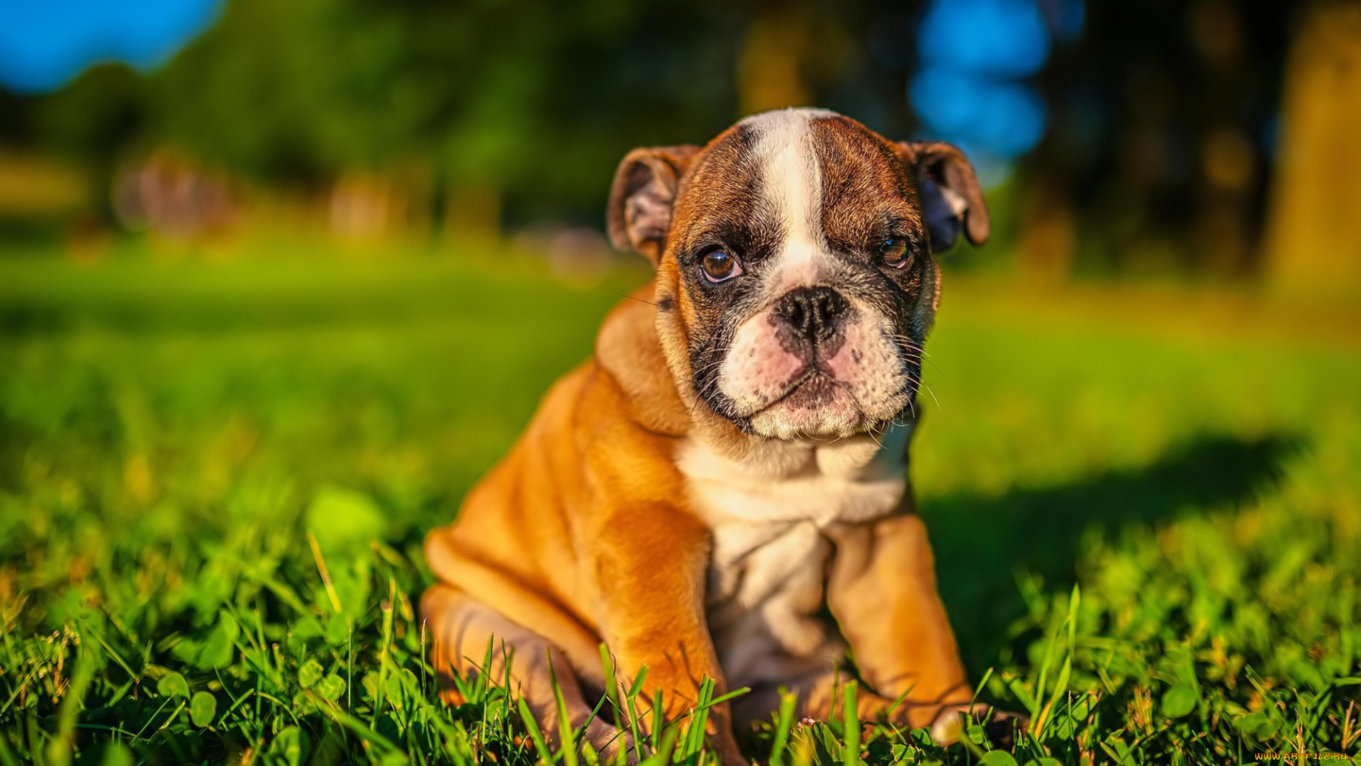 животные, собаки, собака