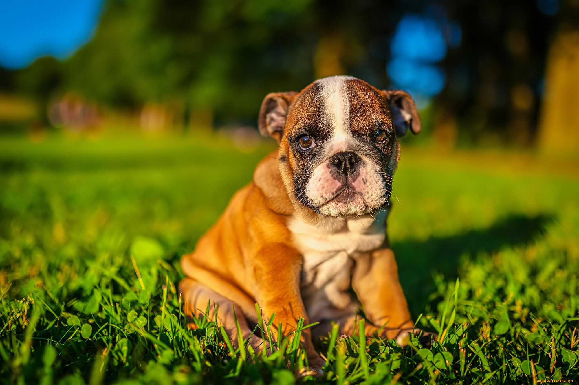 животные, собаки, собака