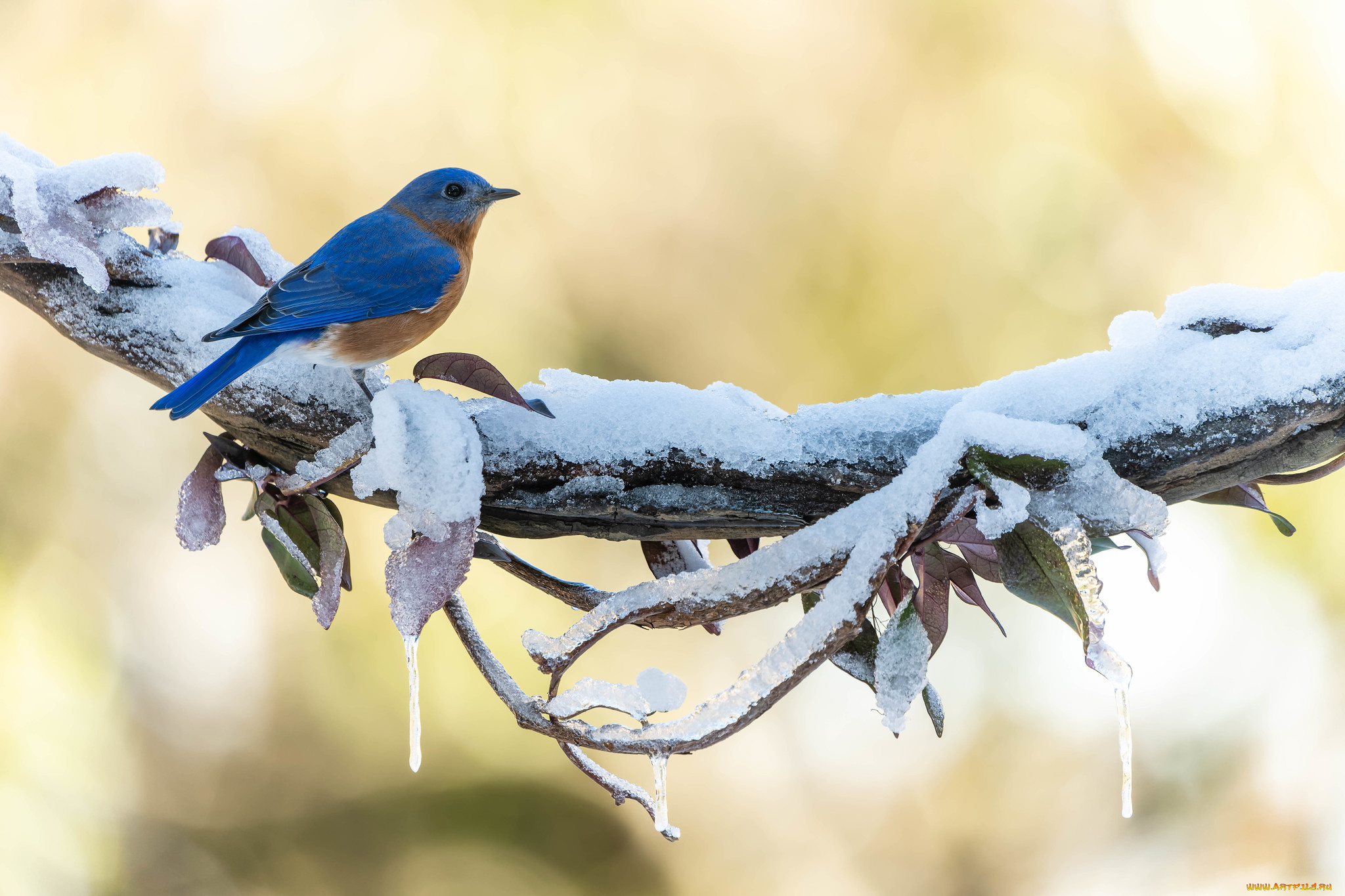 животные, птицы, птица