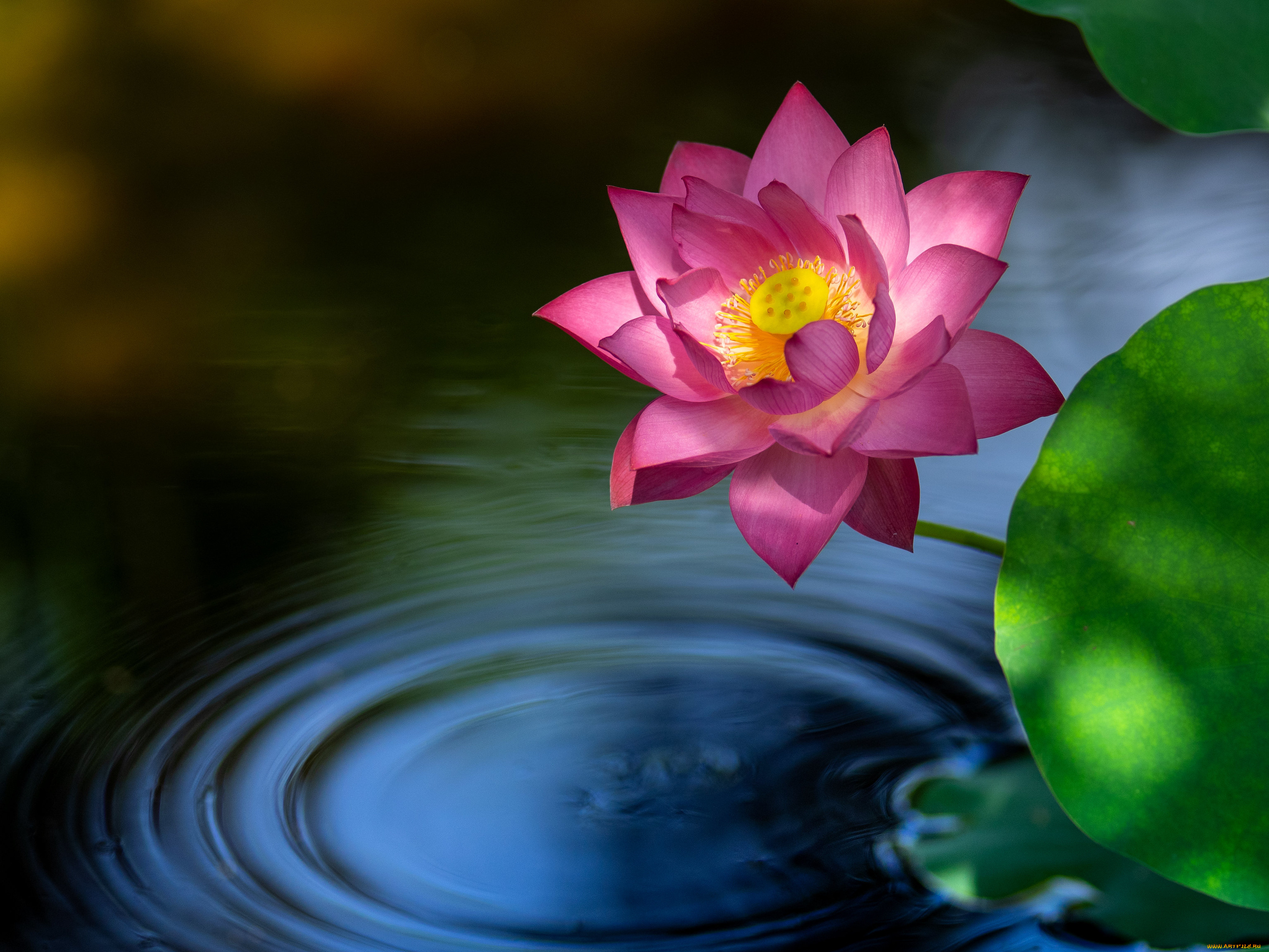цветы, лотосы, лотос