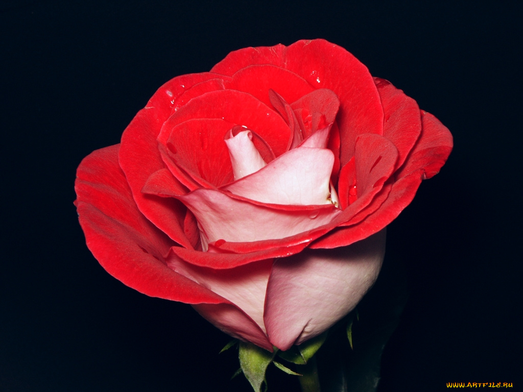 цветы, розы