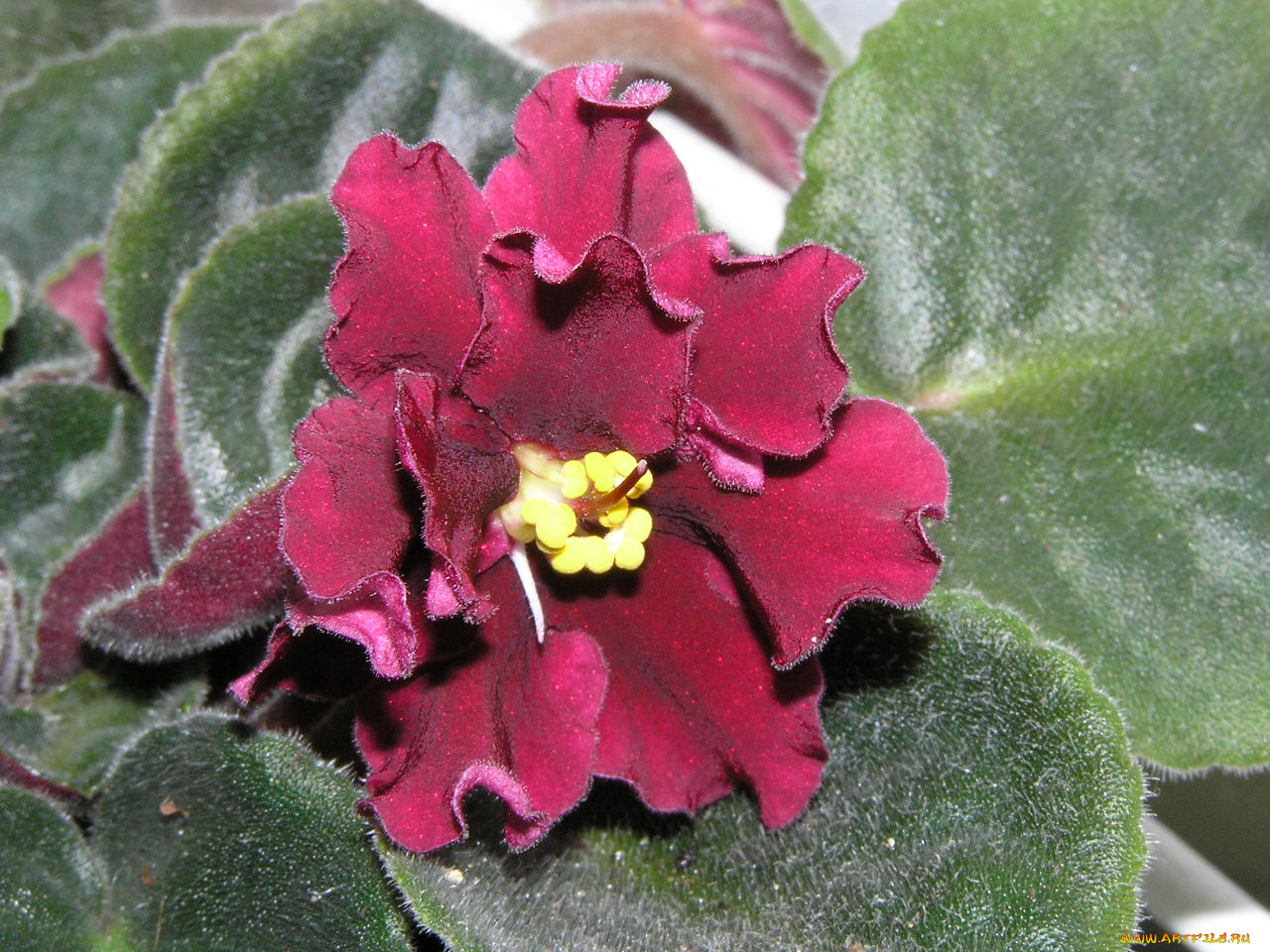 цветы, фиалки