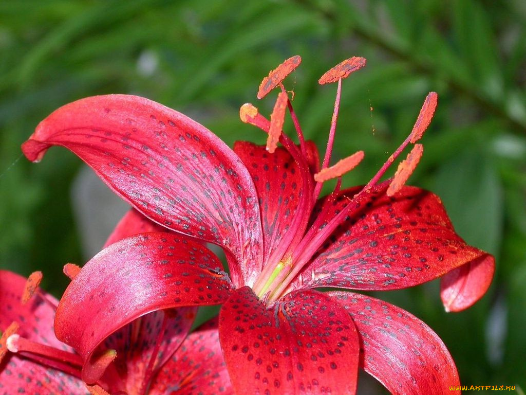 цветы, лилии, лилейники