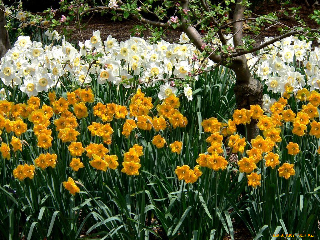 цветы, нарциссы