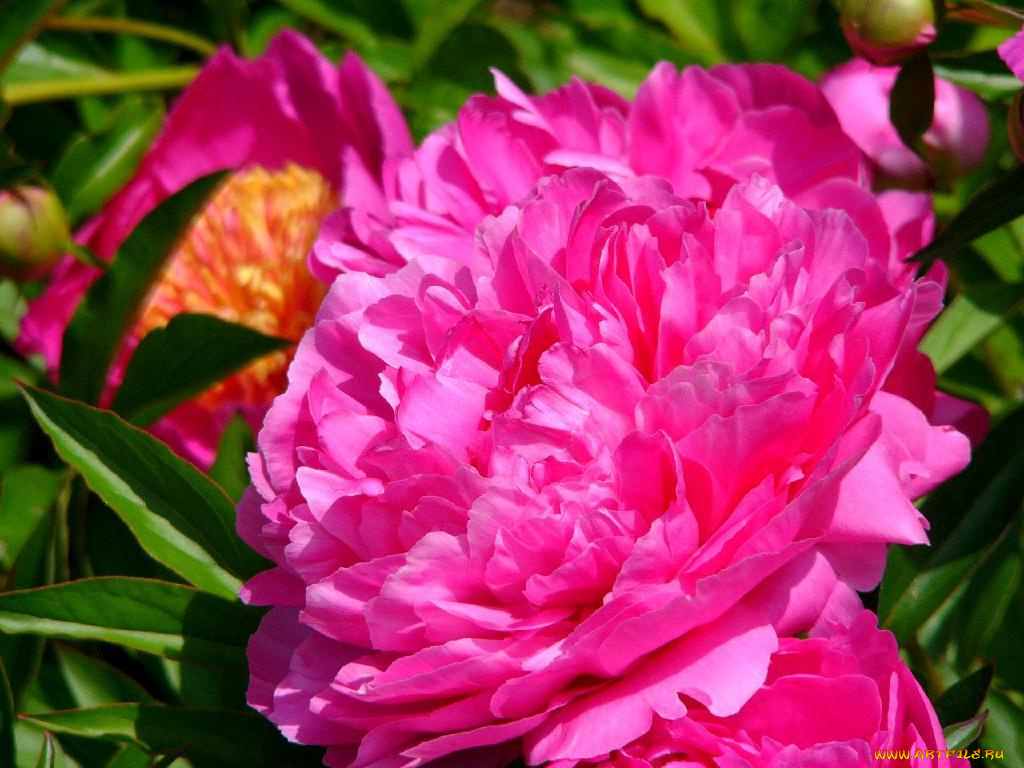 цветы, пионы