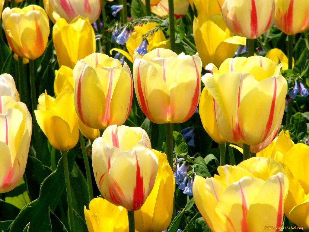 цветы, тюльпаны