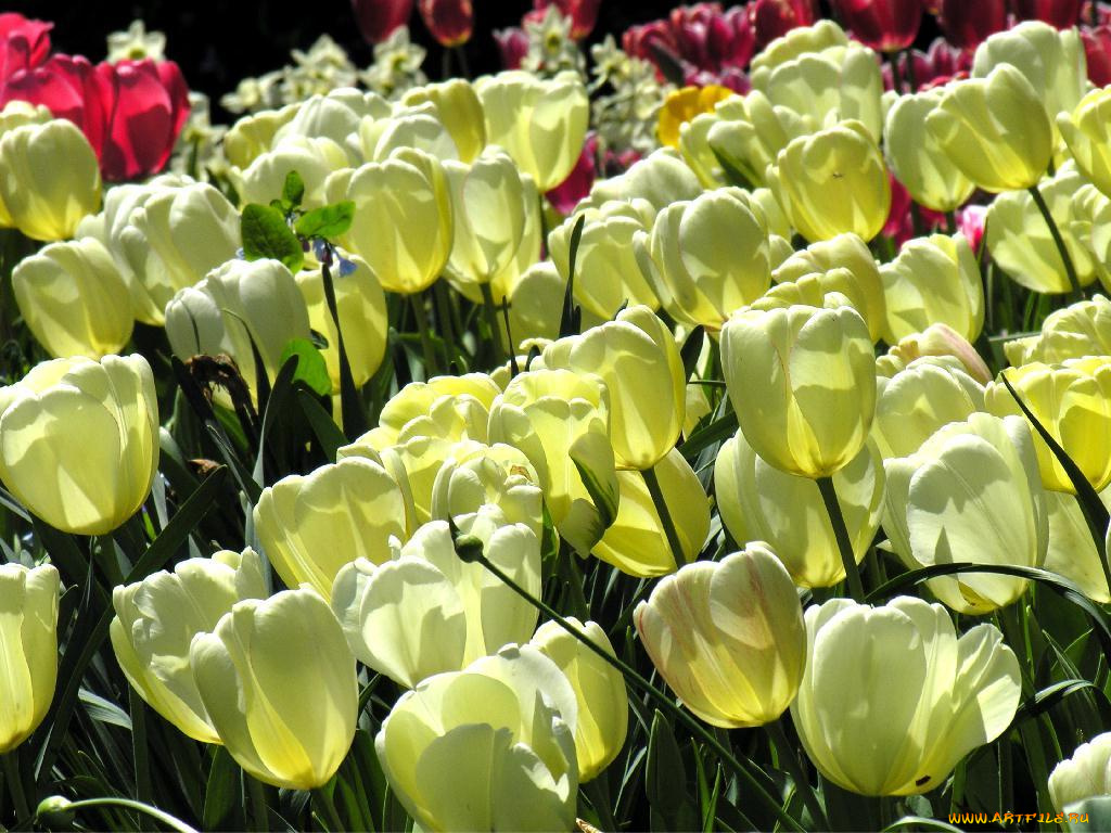 цветы, тюльпаны