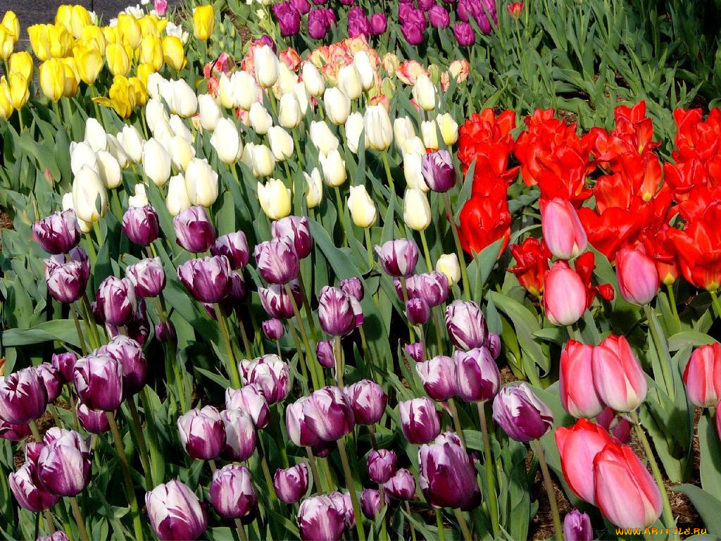 цветы, тюльпаны