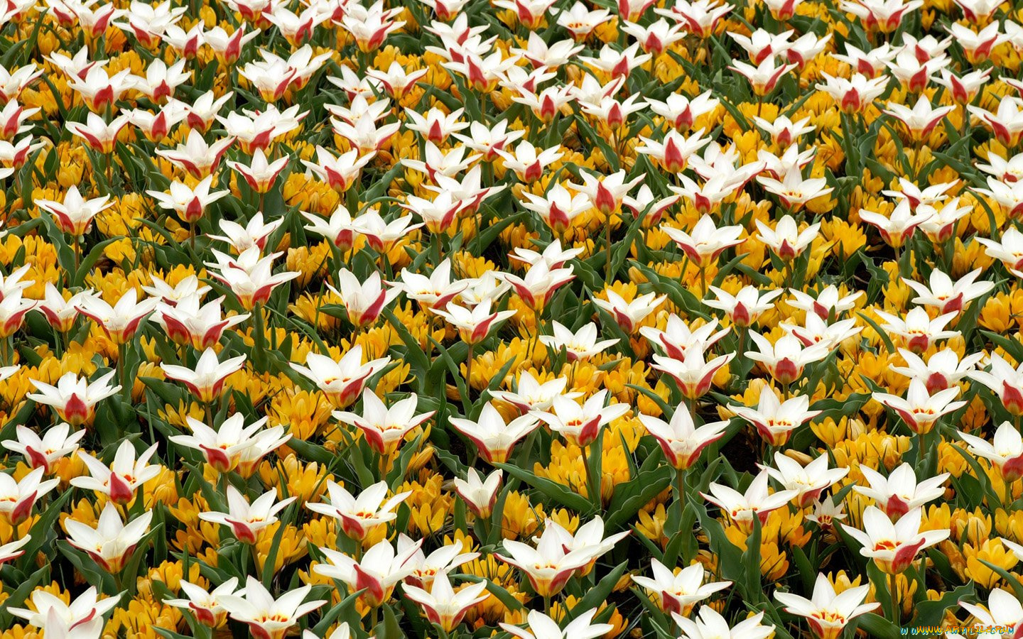 цветы, тюльпаны