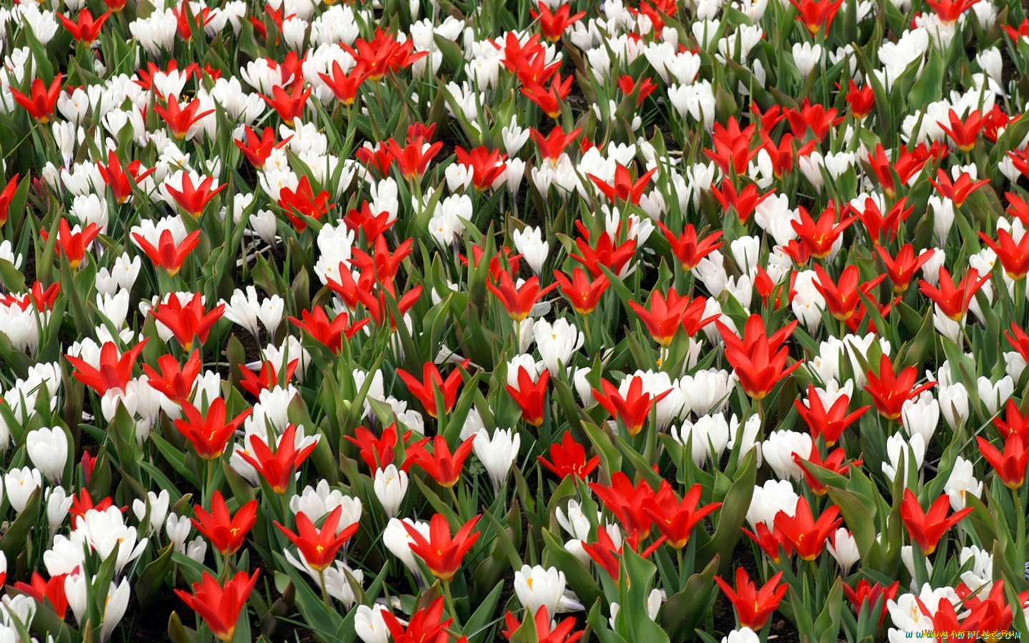 цветы, тюльпаны