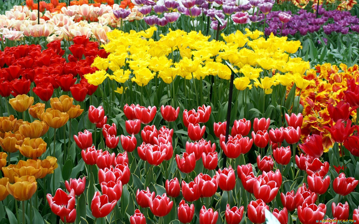 цветы, тюльпаны