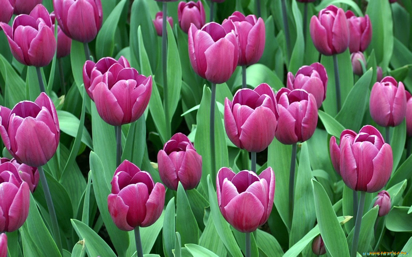 цветы, тюльпаны