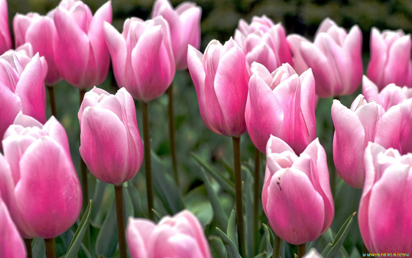 цветы, тюльпаны