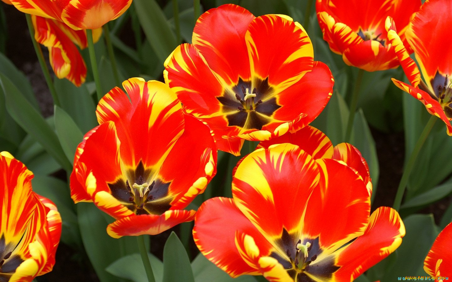 цветы, тюльпаны