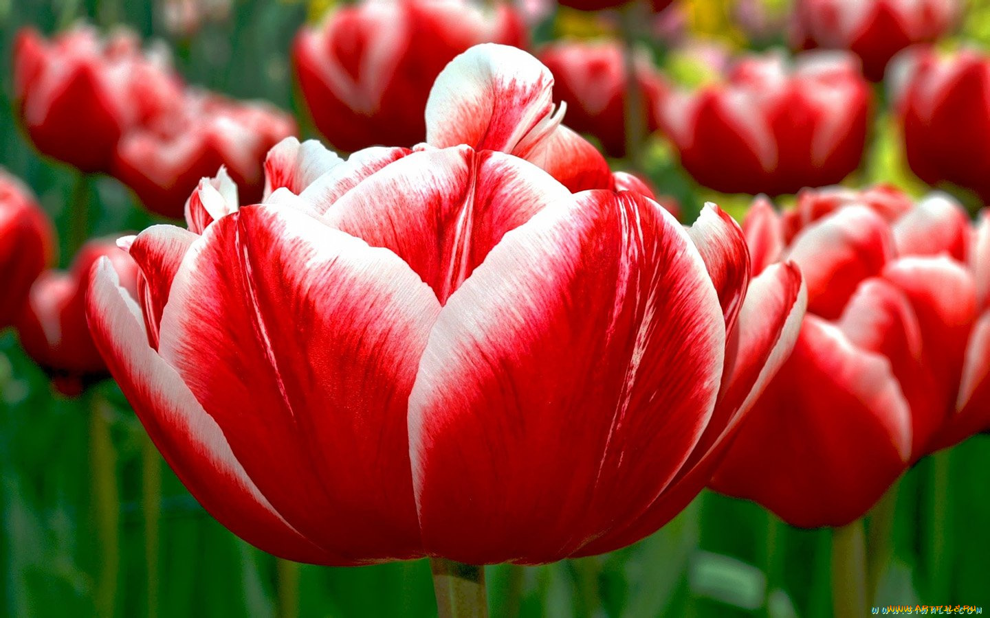 цветы, тюльпаны