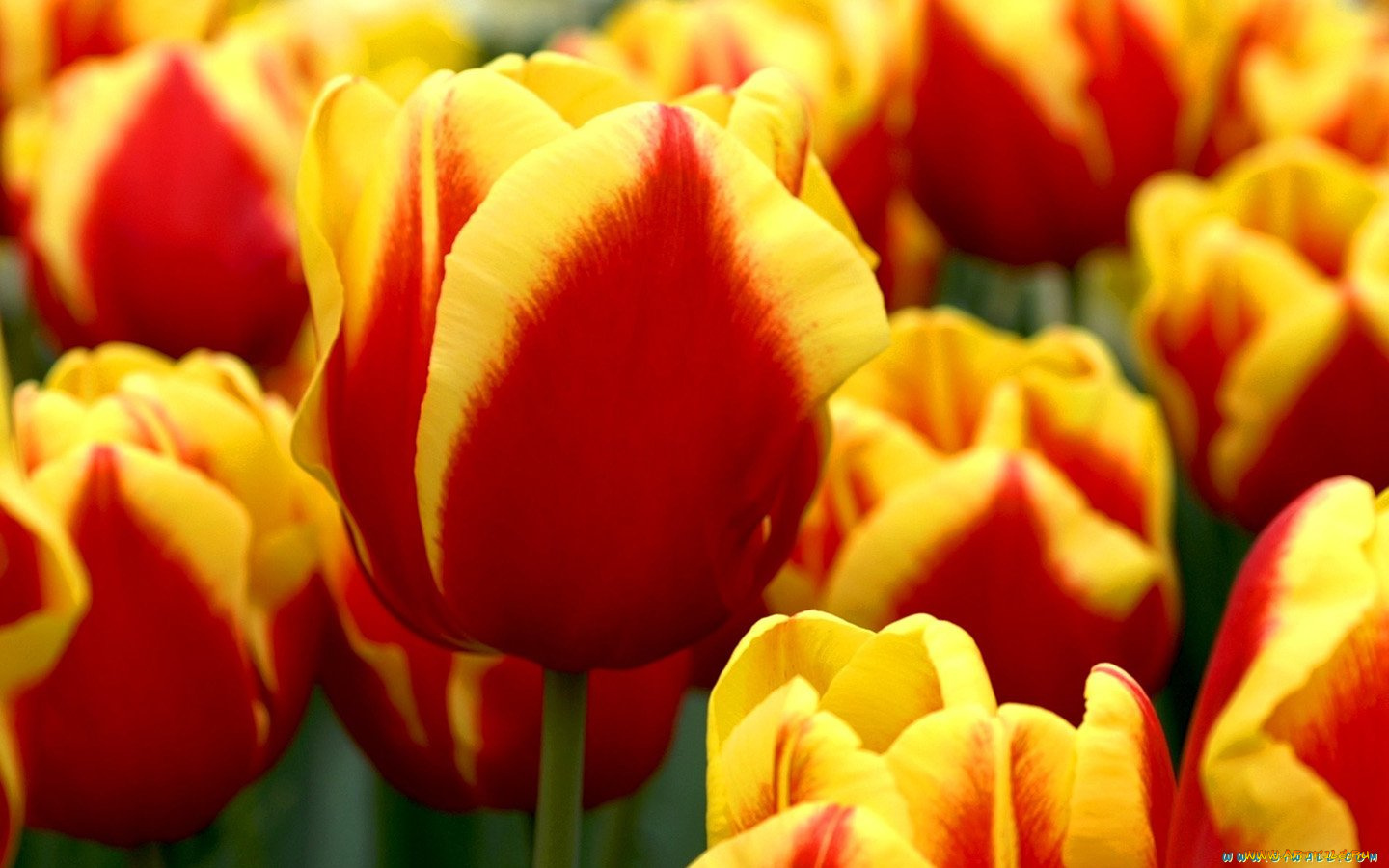 цветы, тюльпаны