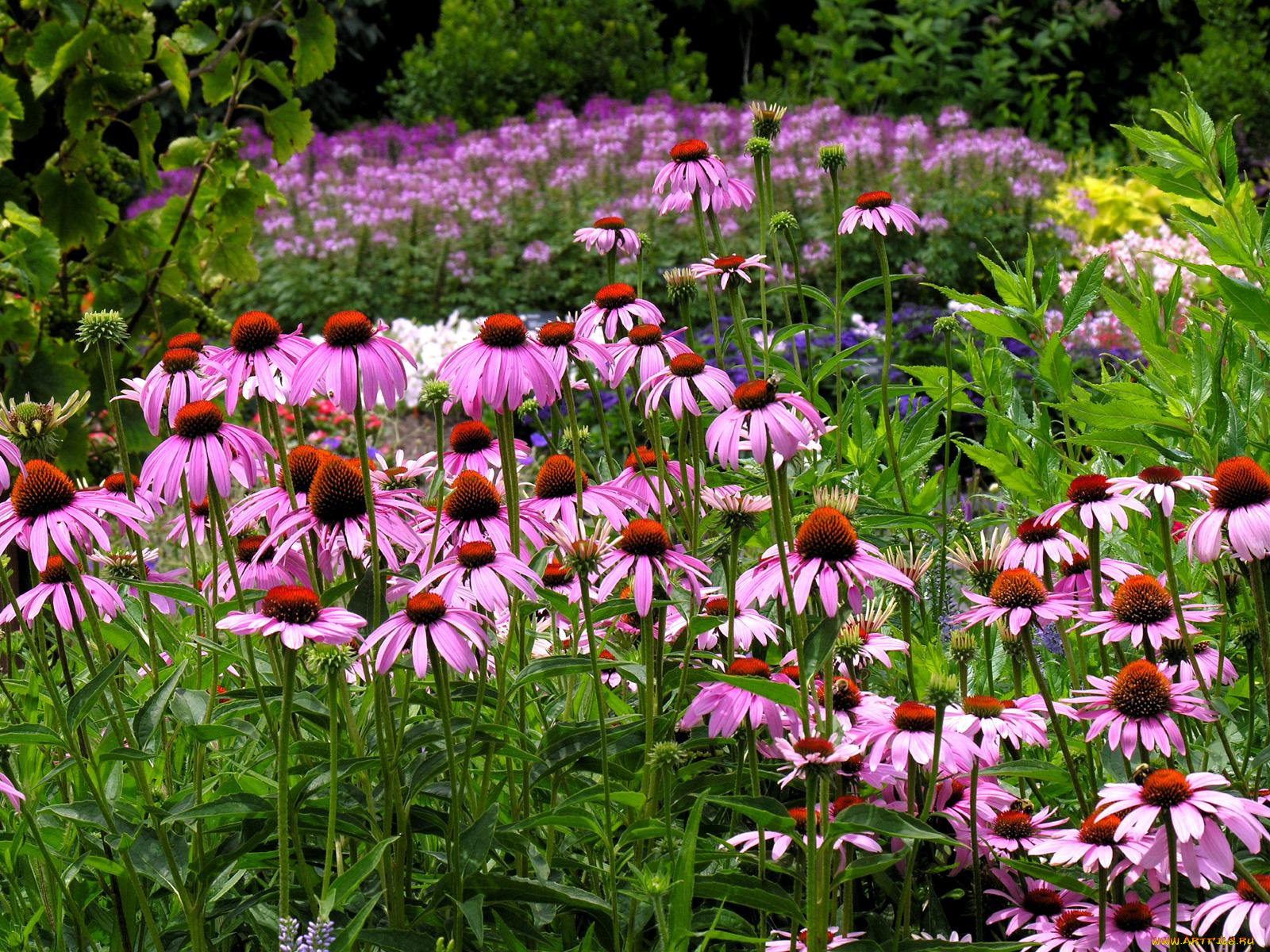 цветы, эхинацея