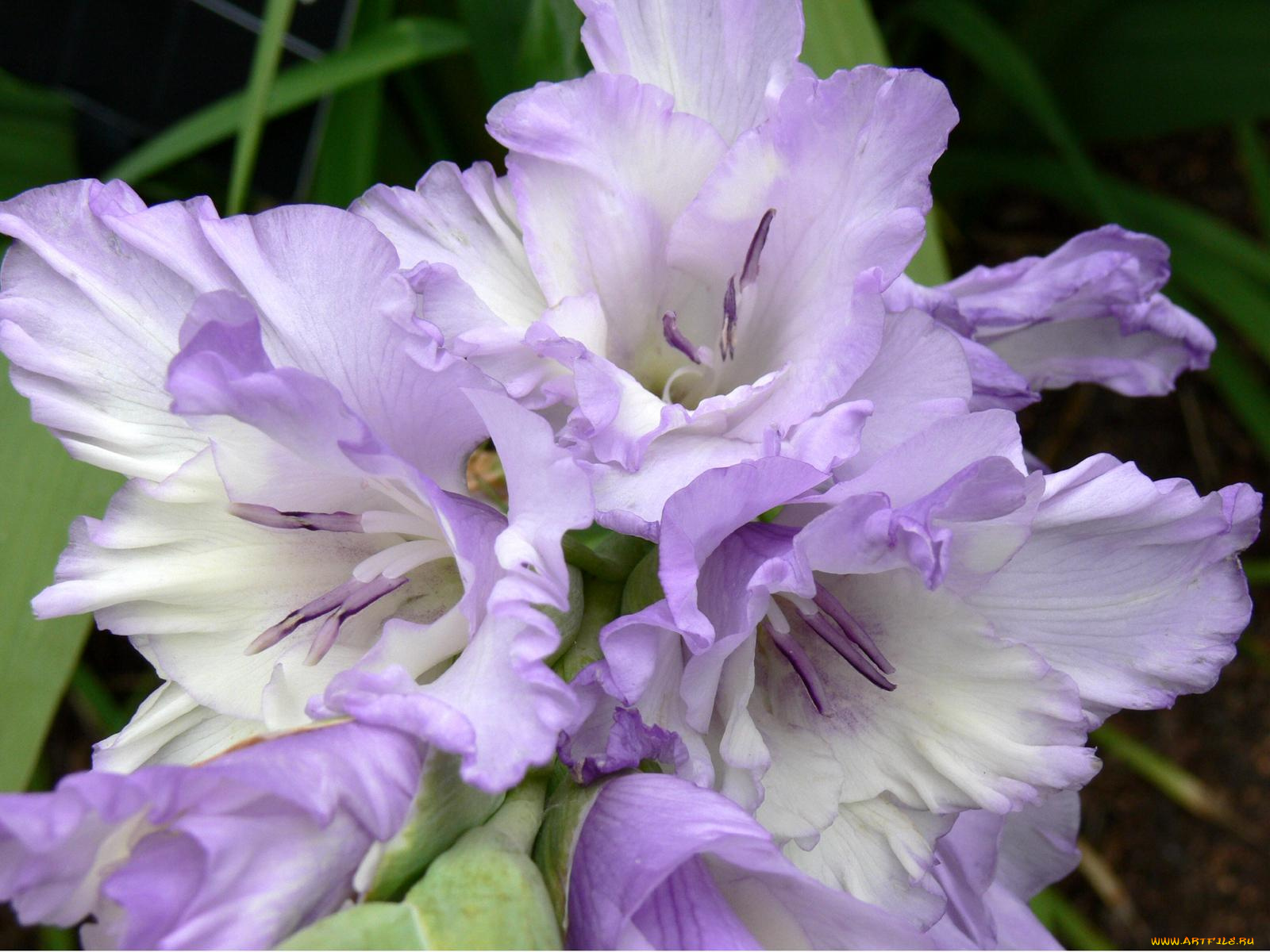 цветы, гладиолусы