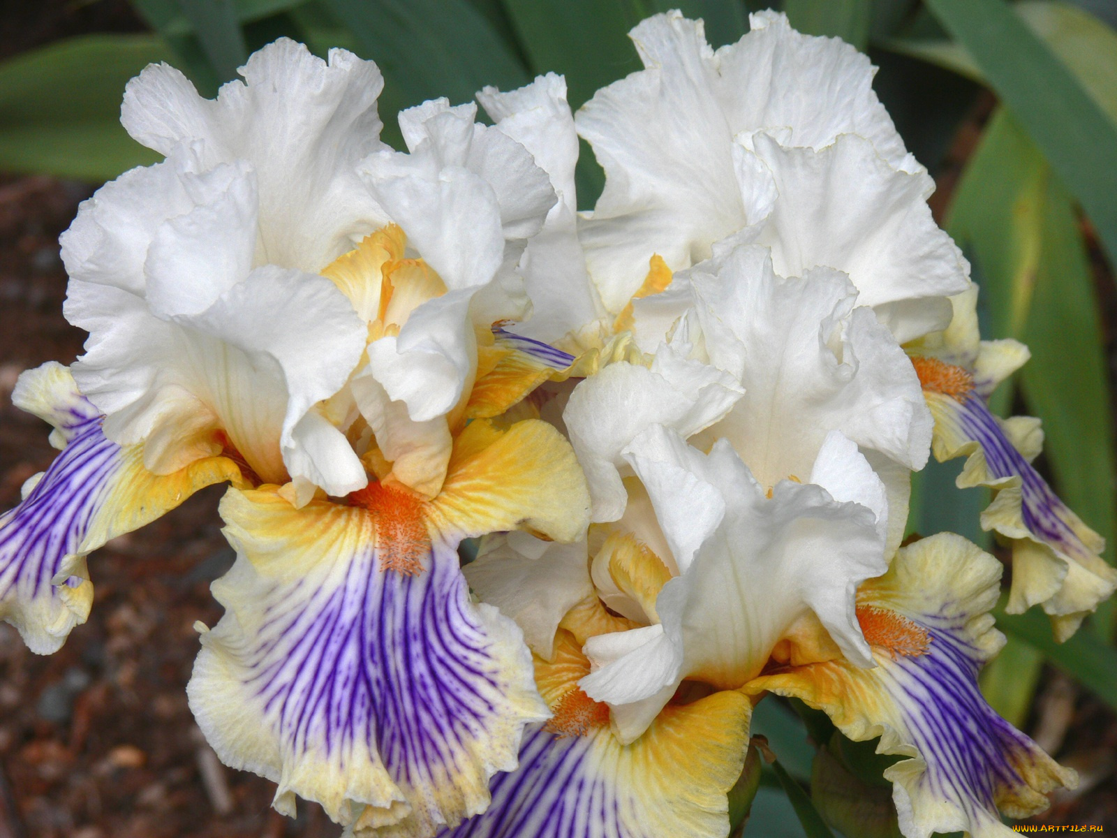 цветы, ирисы