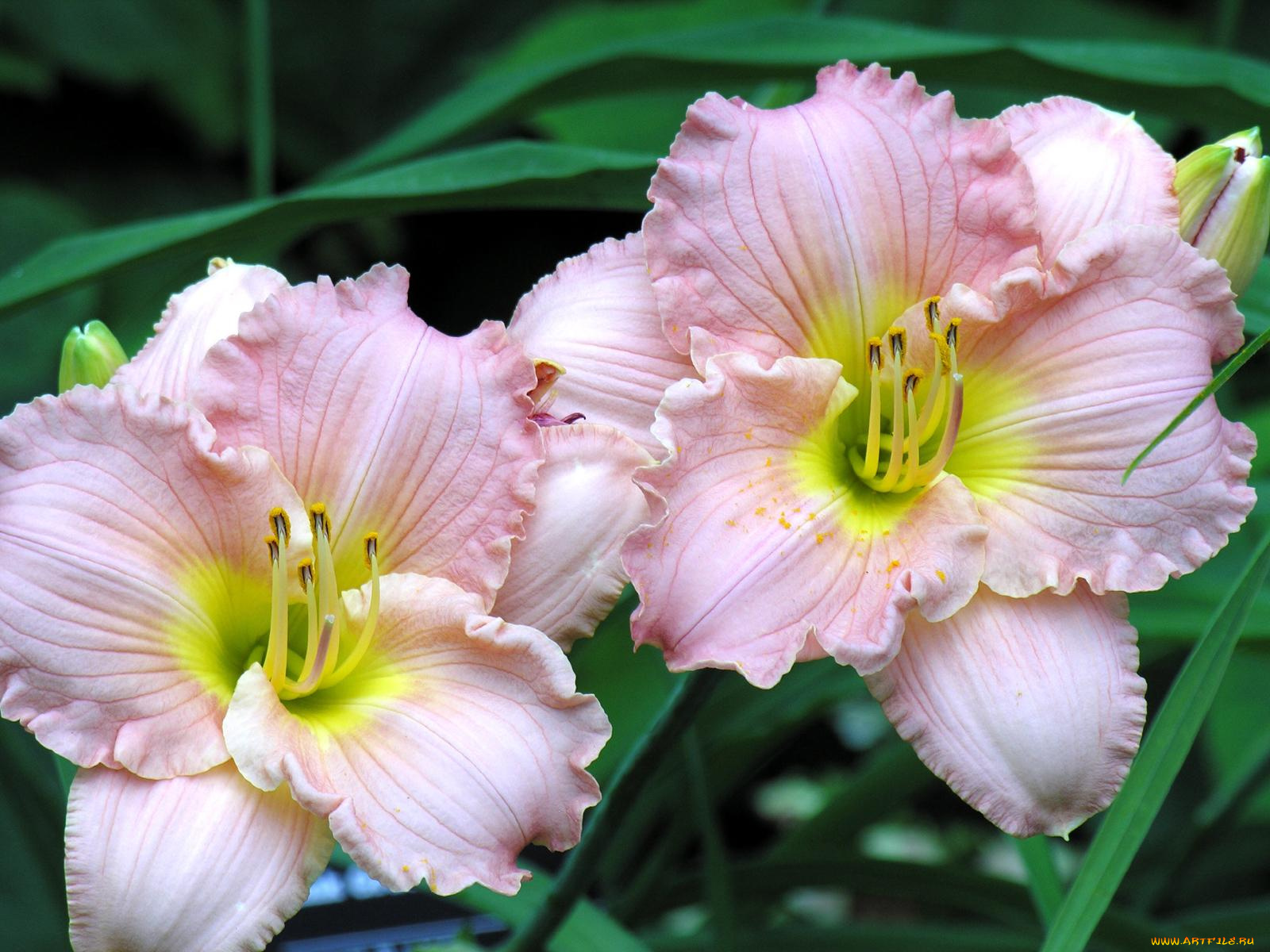 цветы, лилии, лилейники