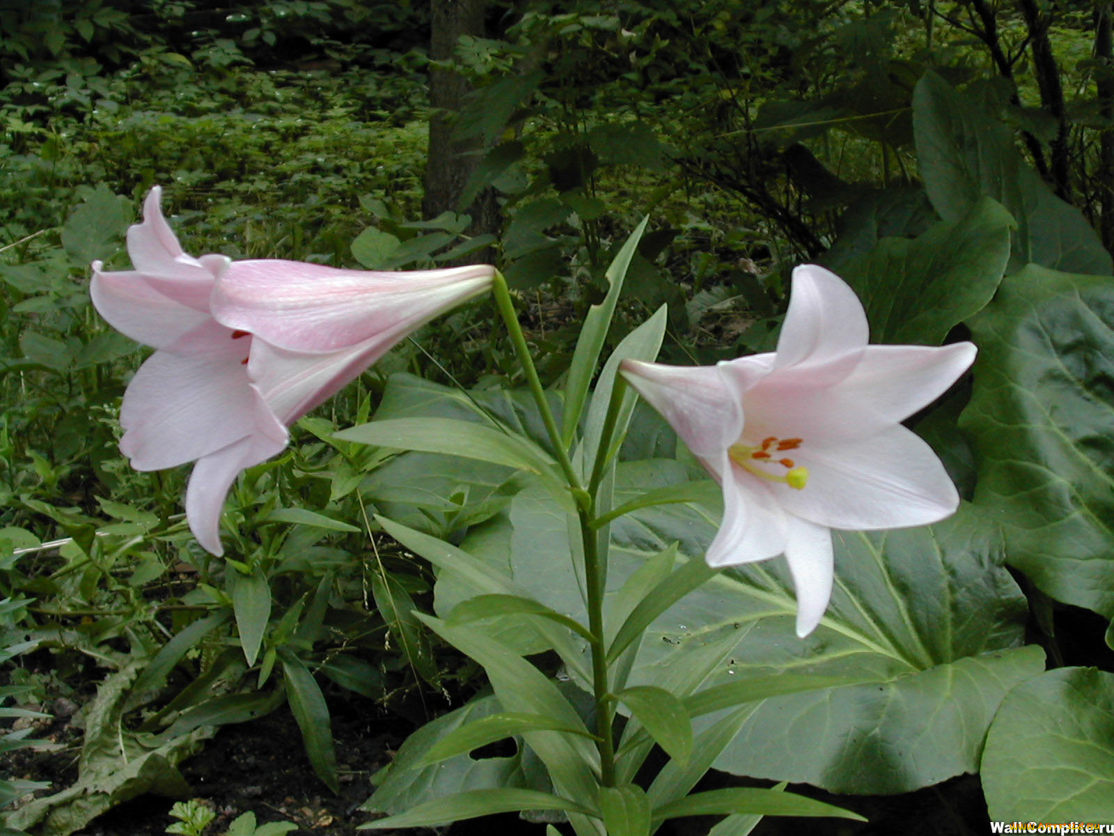 цветы, лилии, лилейники
