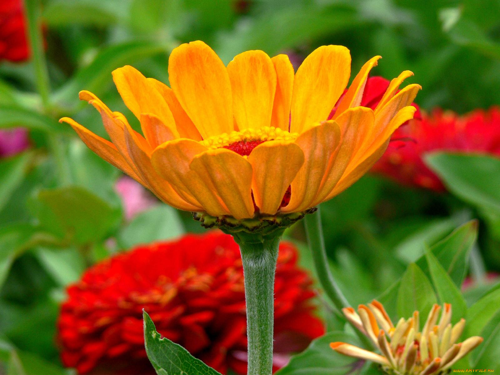 цветы, разные, вместе