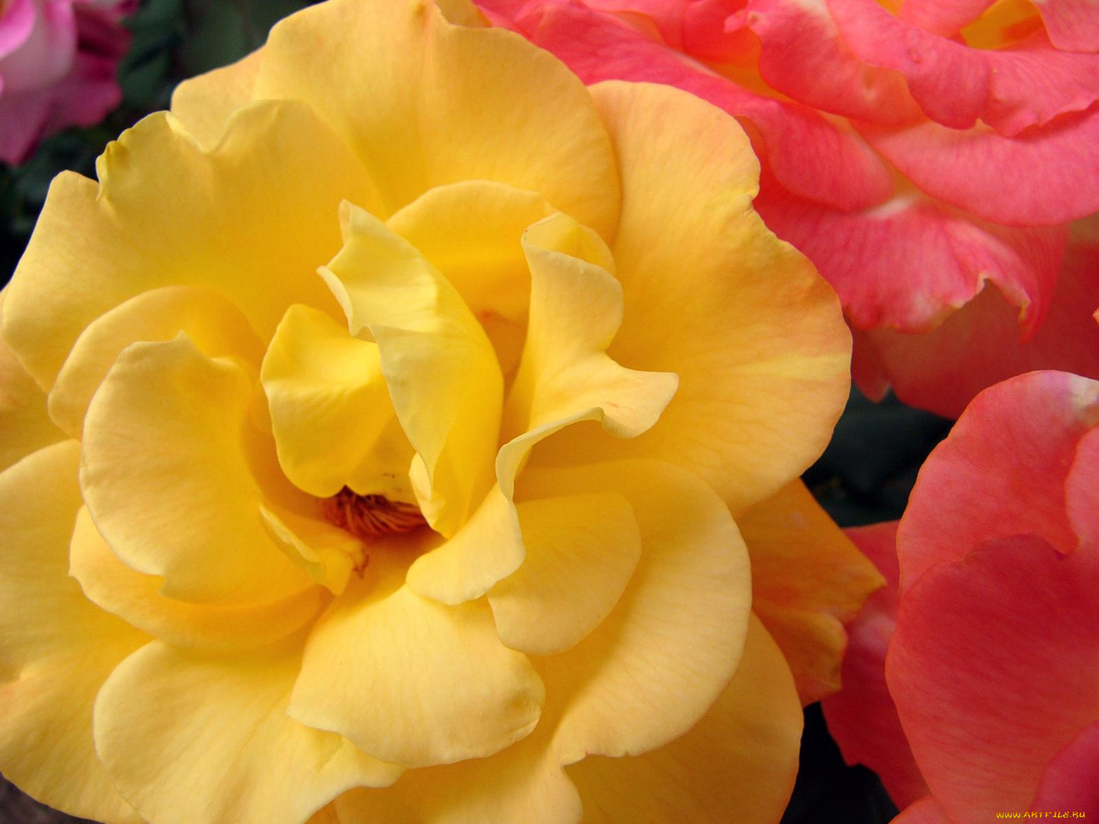 цветы, розы