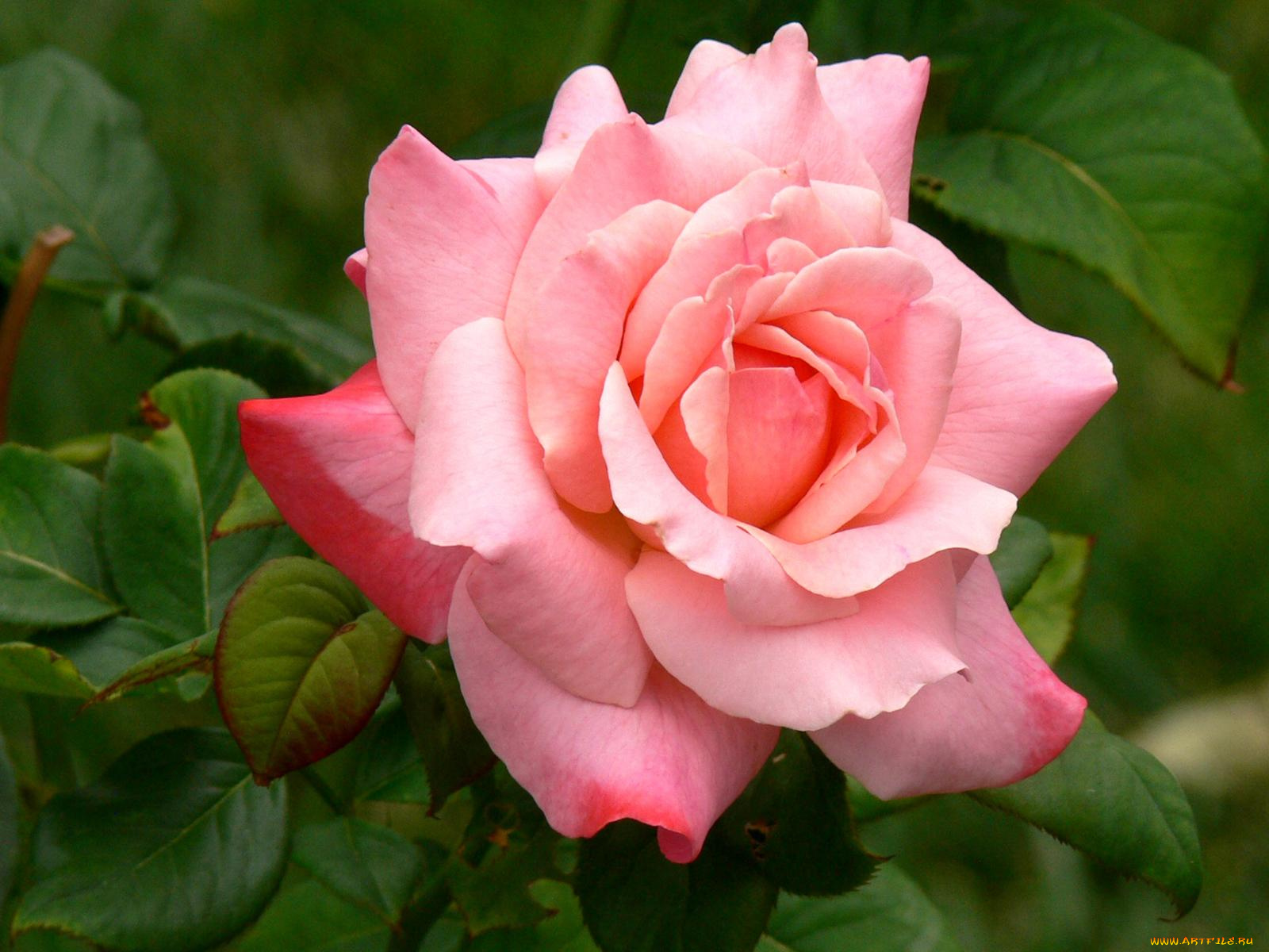 цветы, розы