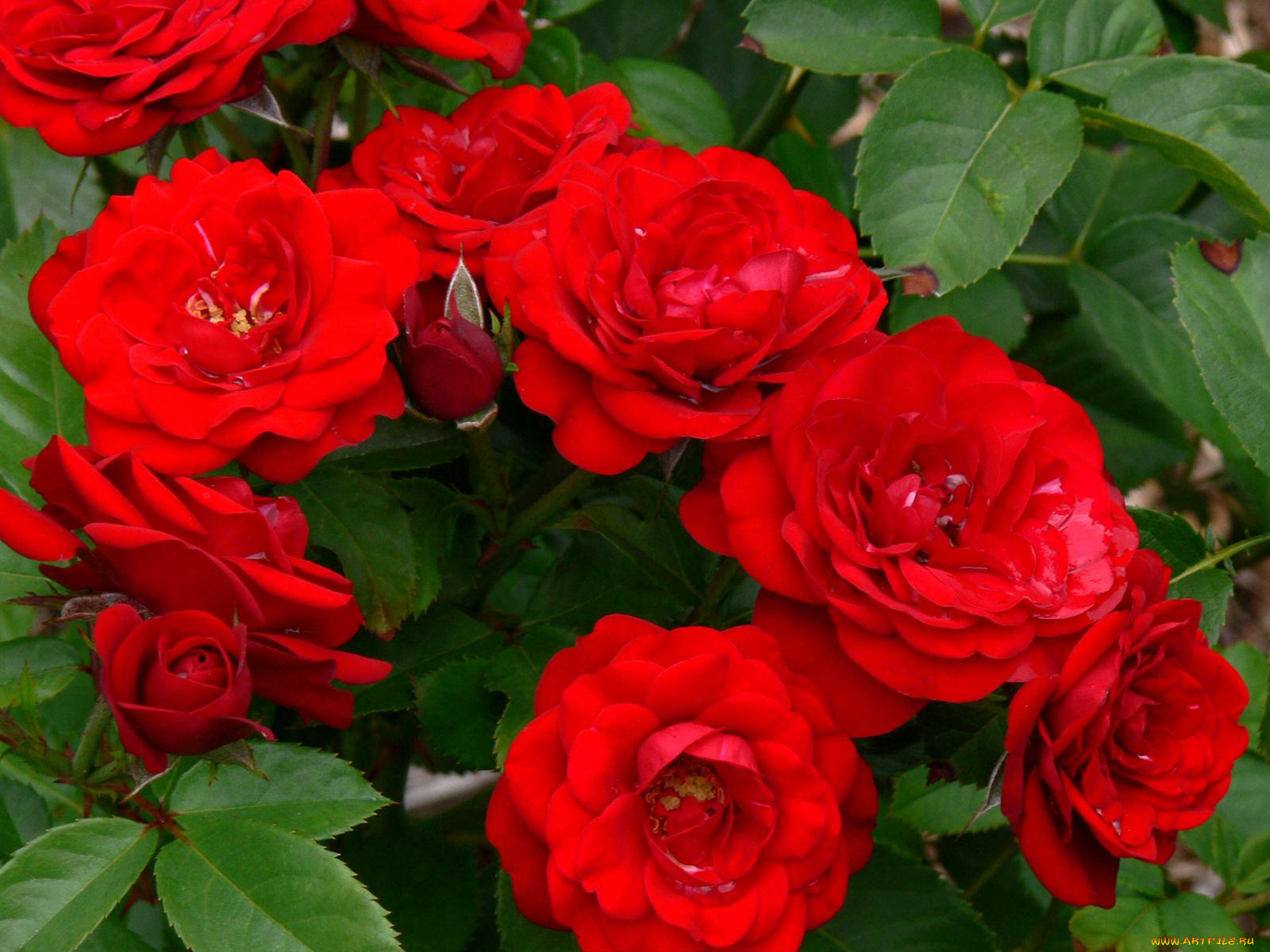 цветы, розы