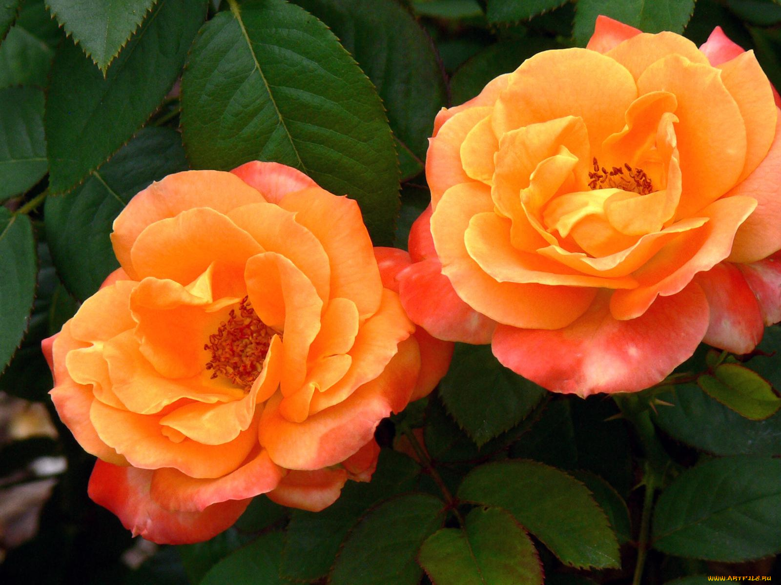 цветы, розы