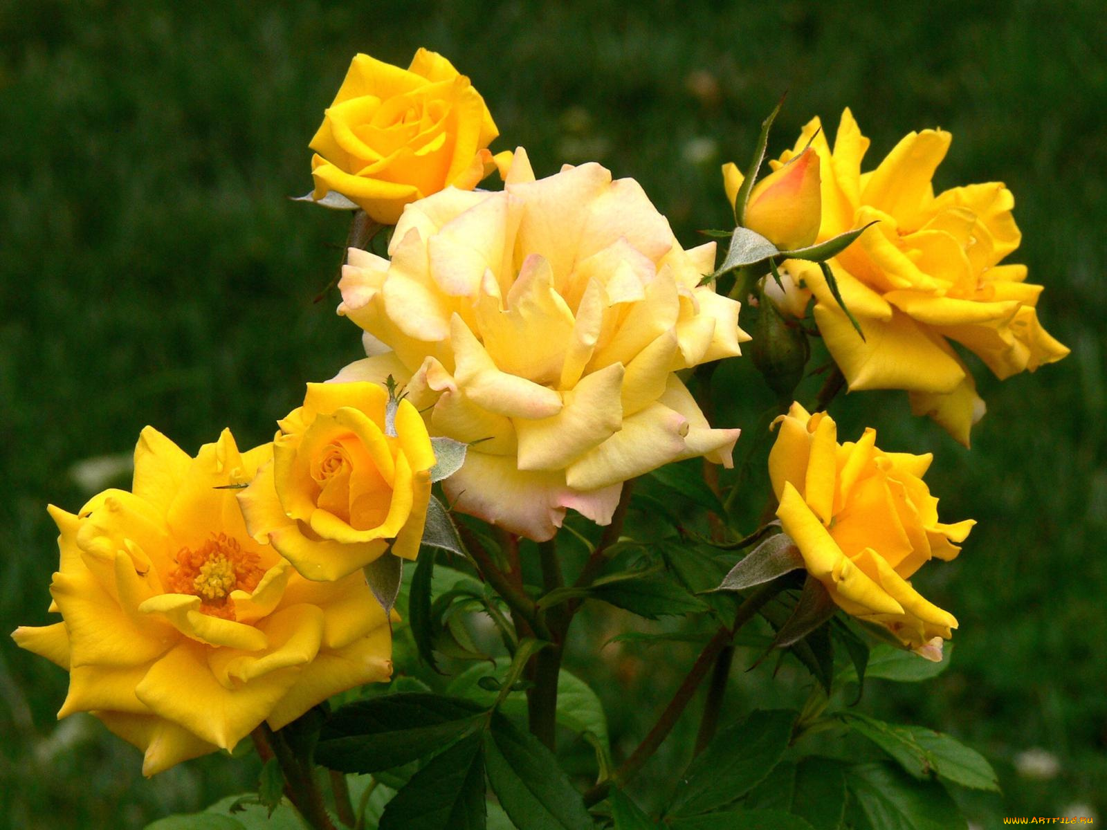 цветы, розы