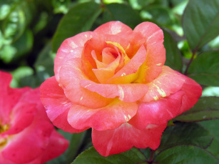 обоя цветы, розы