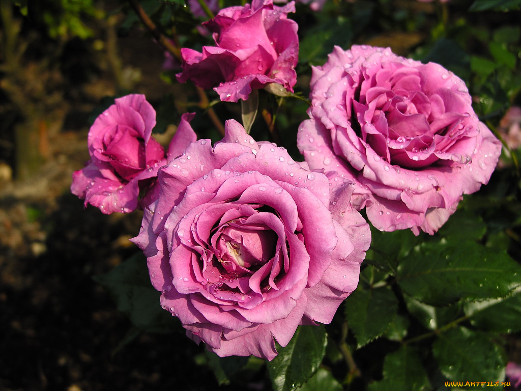 цветы, розы