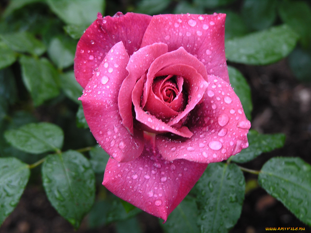 цветы, розы