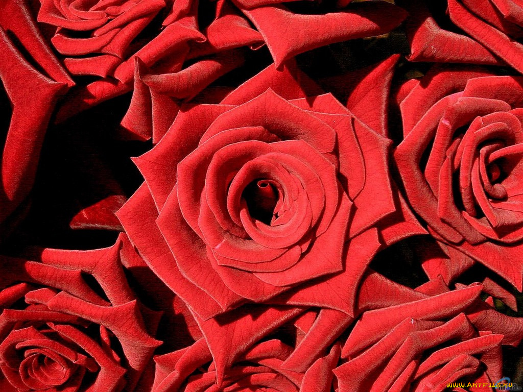 цветы, розы