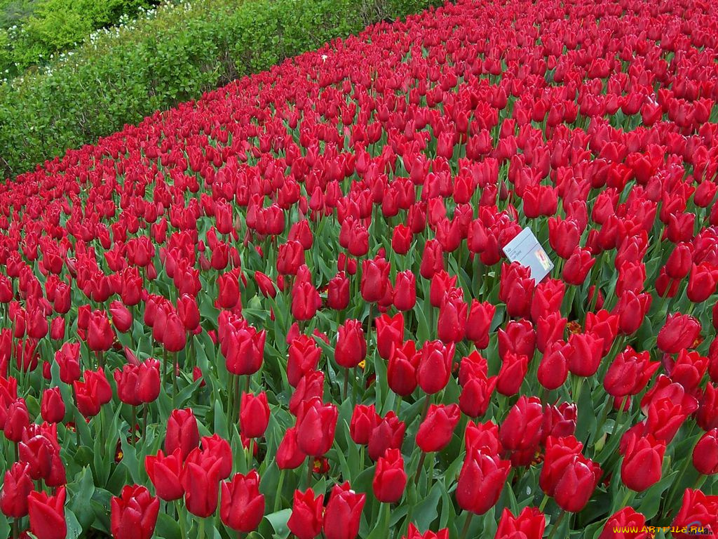 цветы, тюльпаны