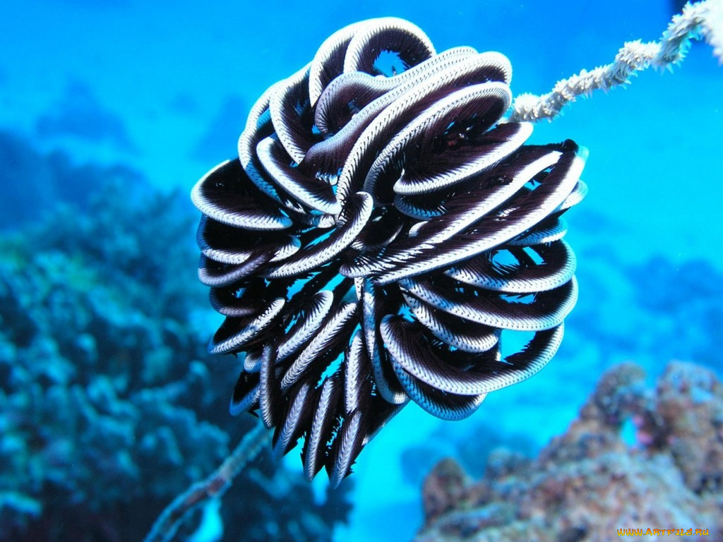 животные, морская, фауна