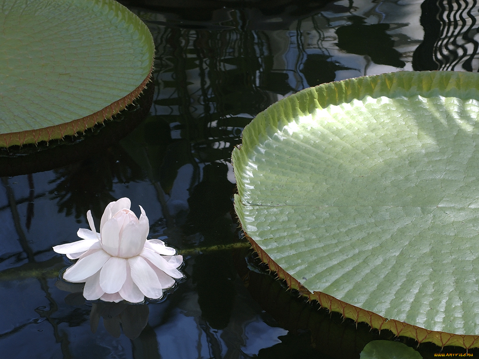 цветы, лилии, водяные, нимфеи, кувшинки