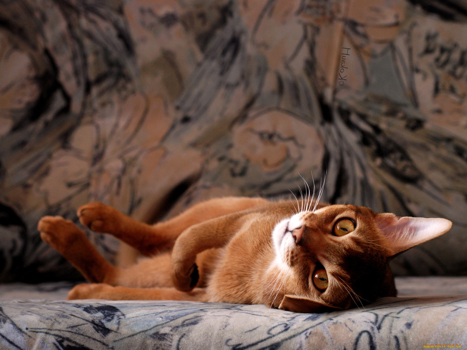 животные, коты