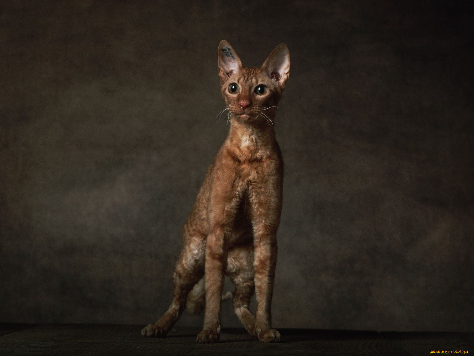 животные, коты