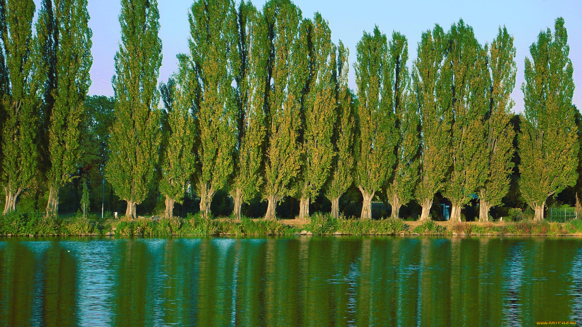 природа, деревья