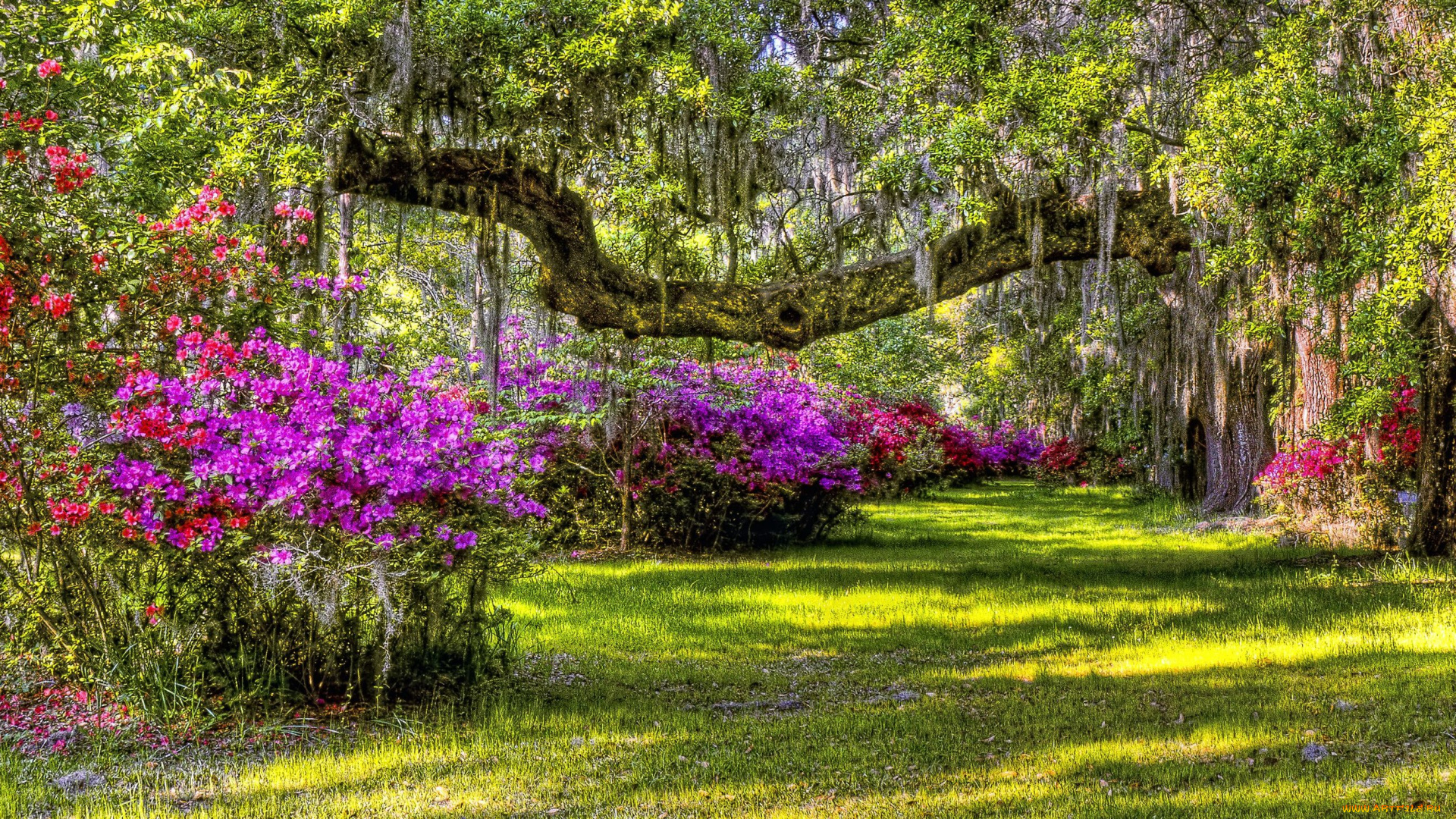 природа, парк