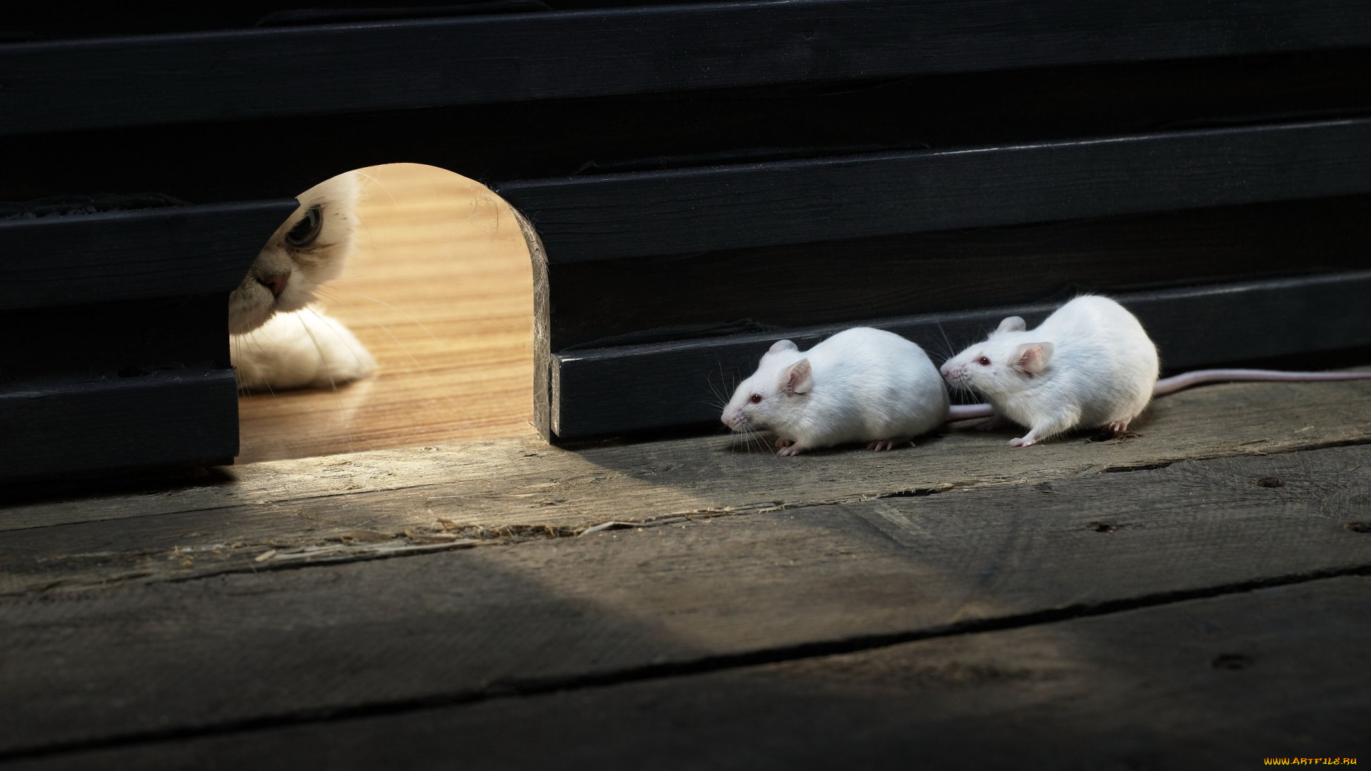 животные, разные, вместе