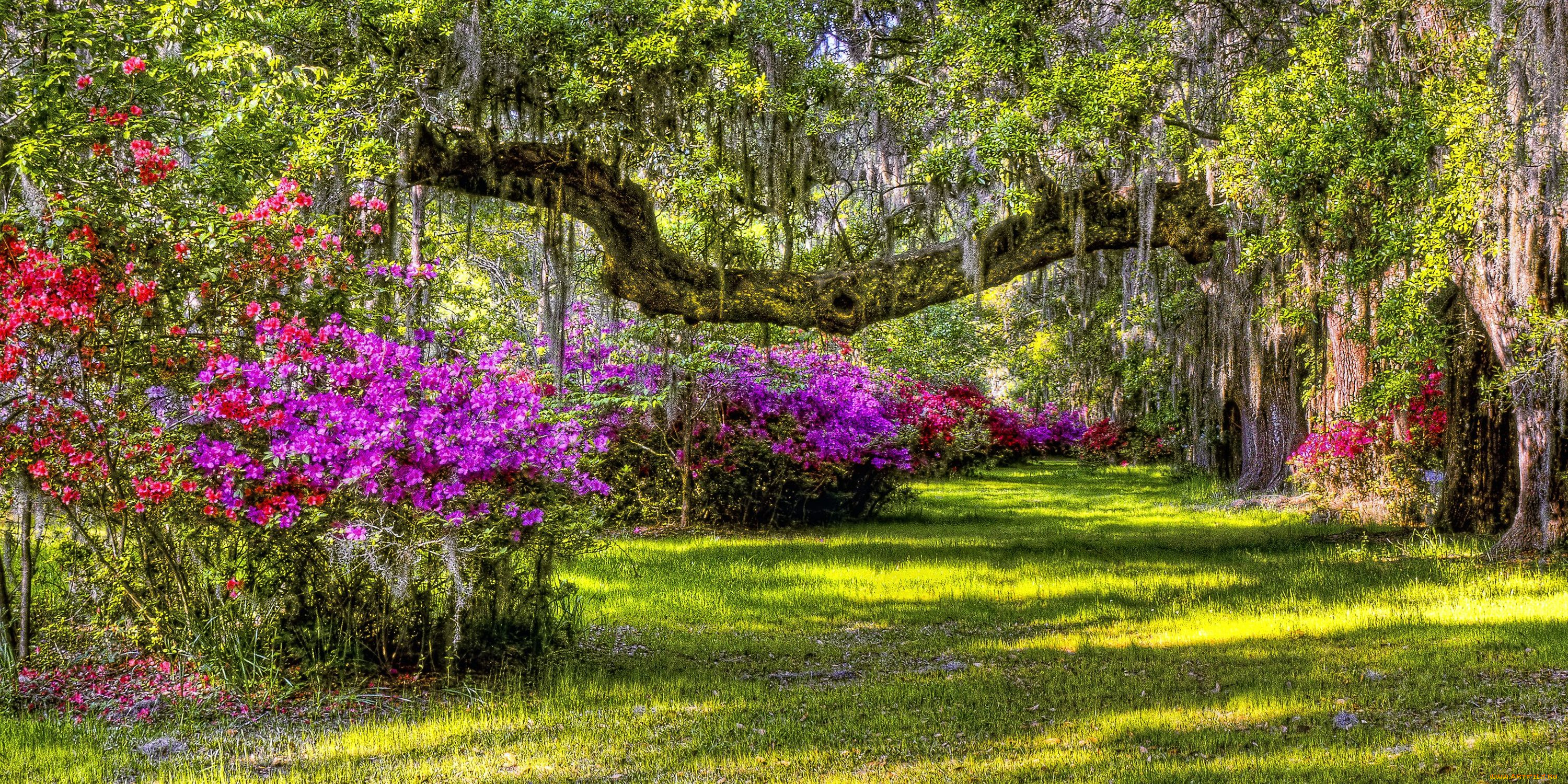 природа, парк